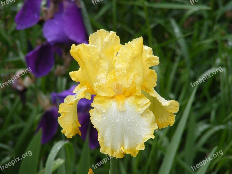 Yellow Iris Nature Flower Flora