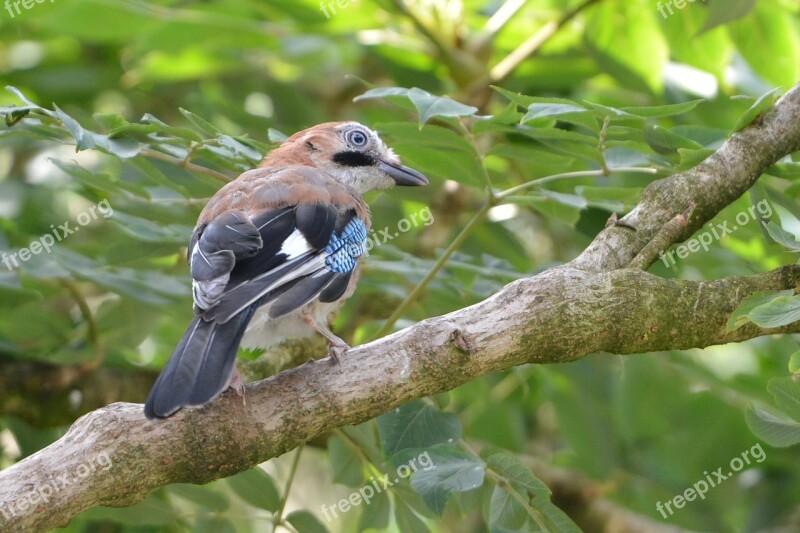 Eurasian Jay Summer Feed Bird Tree