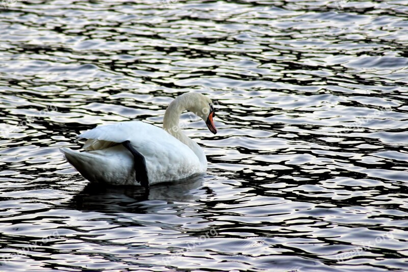 Swan Swans Evening Sun Plumage Bird