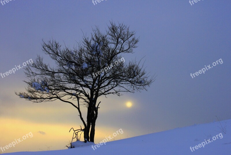 Tree Winter Solar Winter Season çaycuma