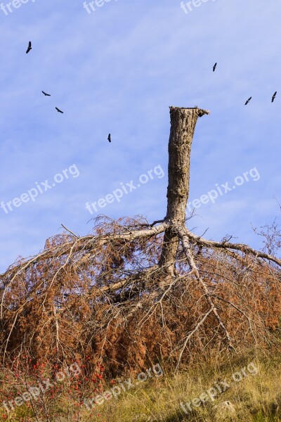 Tree Pine Inverted Tree Conifer Tear Down