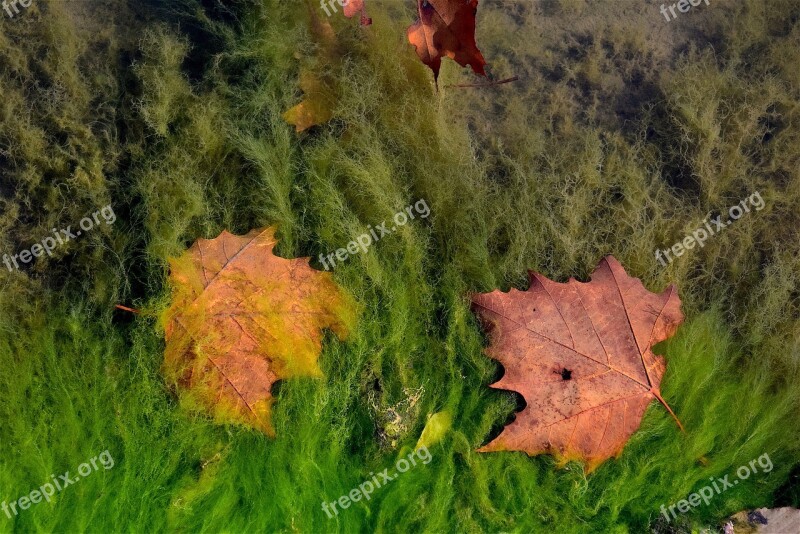 Leaves Water Pond Backdrop Environment