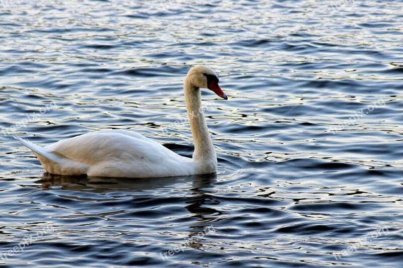 Swan Swans Evening Sun Plumage Bird