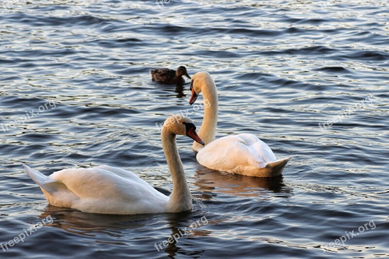 Swan Swans Evening Sun Plumage Bird