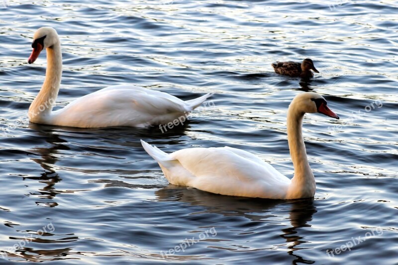 Swan Swans Evening Sun Plumage Bird