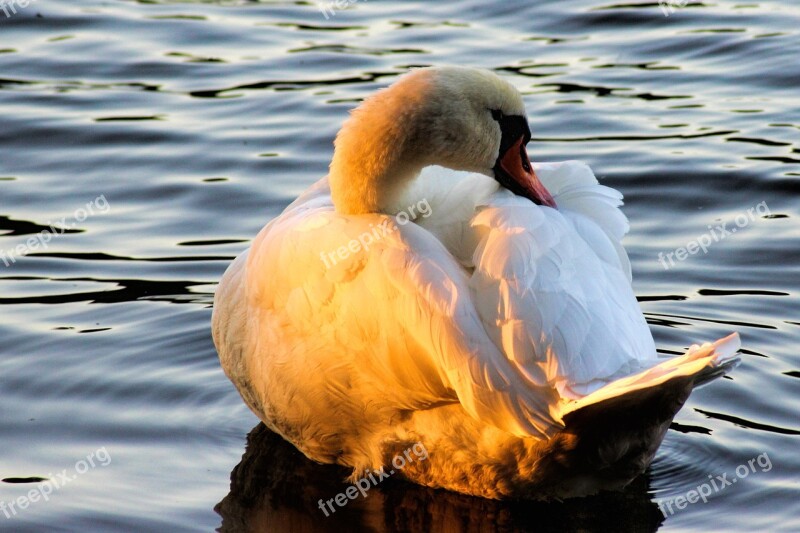 Swan Evening Sun Plumage Bird Animal