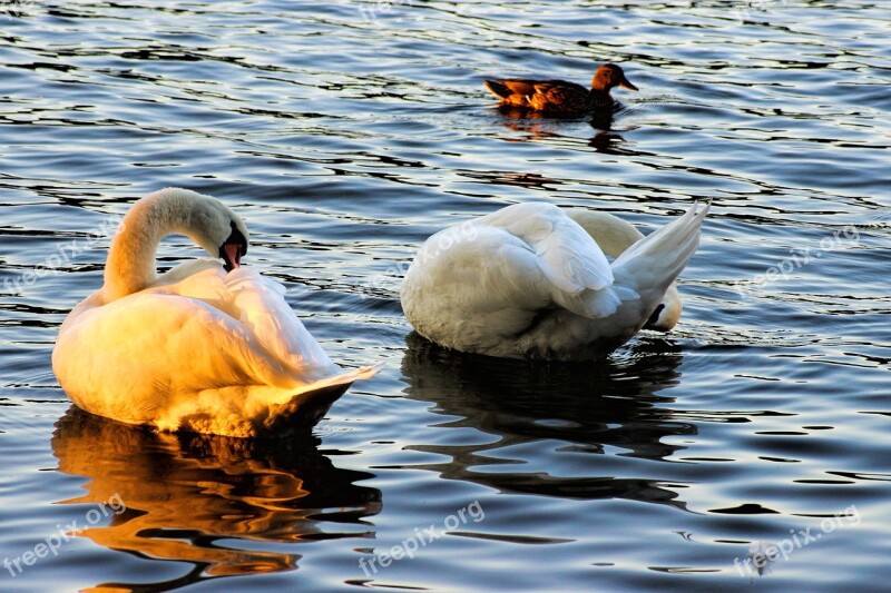 Swan Swans Evening Sun Plumage Bird