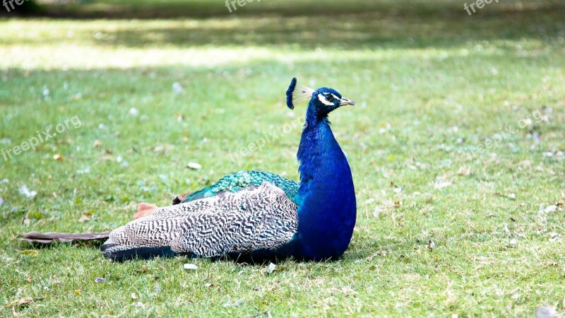 Peacock Bird Nature Feather Tail