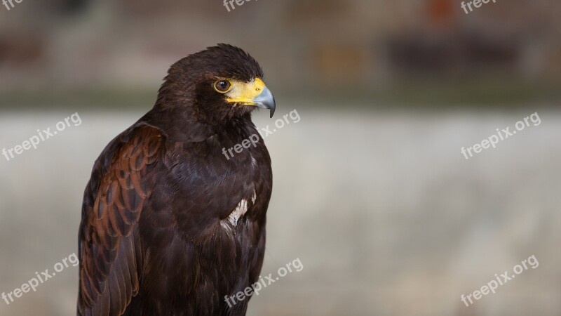 Harris Hawk Bird Of Prey Hawk Beak Predator