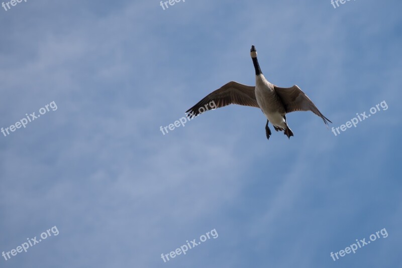 Goose Flying From The Bottom Wild Animal Clouds