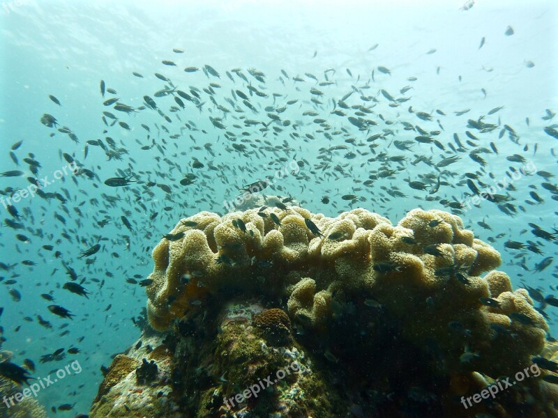 Sea Scuba Diving Reefs Fish Free Photos