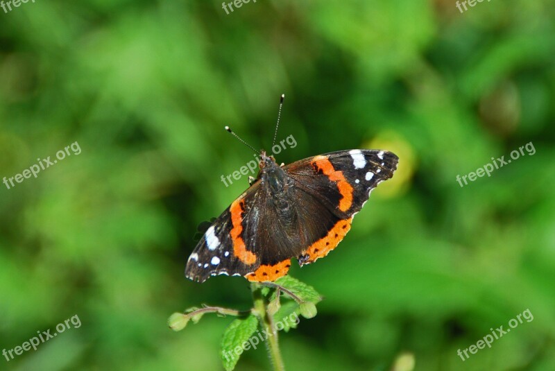 Butterfly Tender Nature Insect Close Up