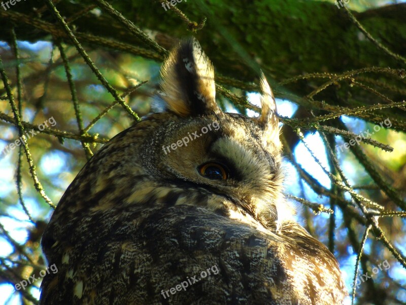 Owl Eagle Owl Bubo Bubo Forest Bird