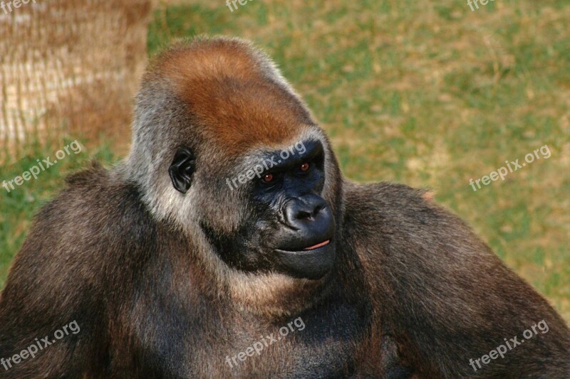 Animals Gorilla Apes Africa Jungle