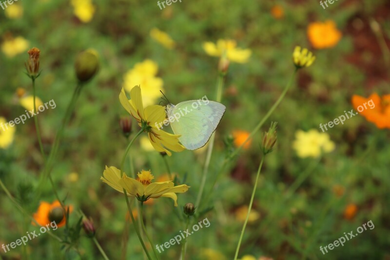 Butterfly White Butterfly Chrysanthemum Wing Natural