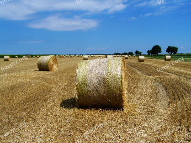 Straw Bales Stubble Agriculture Fileds Utumn