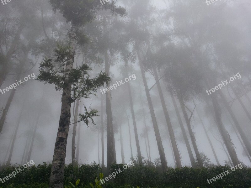 Lipton's Seat Fog Forest Haputhale Sri Lanka