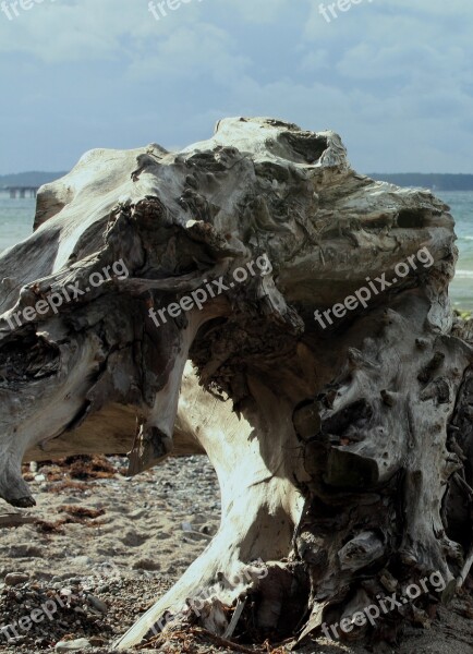 Tree Withers Baltic Sea Wood Log