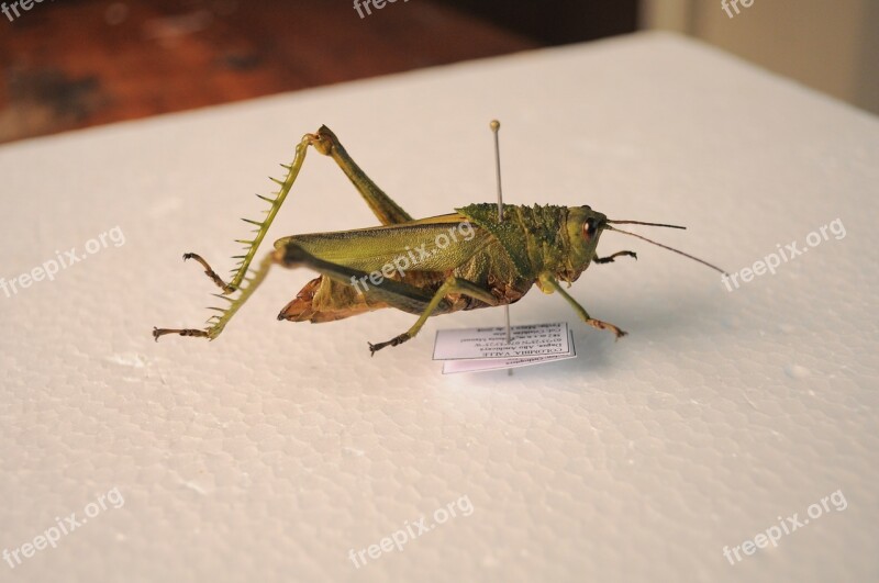 Grasshopper Insect Entomology Wing Nature