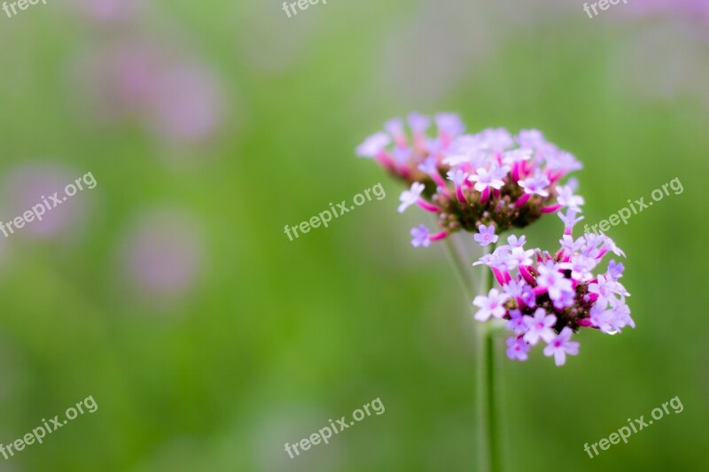 Plant Purple Verbena Verbena Bonariensis Flower's