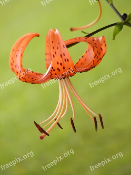 Flower Tiger Lilly Bloom Single Orange