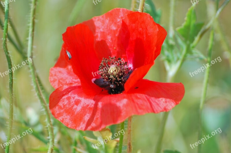 Blossom Bloom Poppy Red Poppy Color