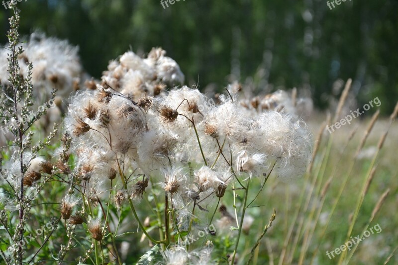 Thistle Plant Grass Summer Nature