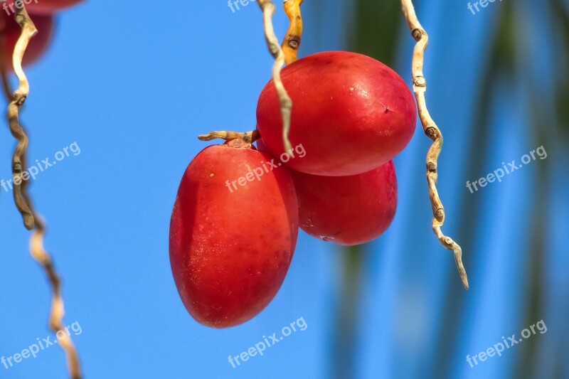 Date Palm Date Fruit Phoenix Dactylifera Palm