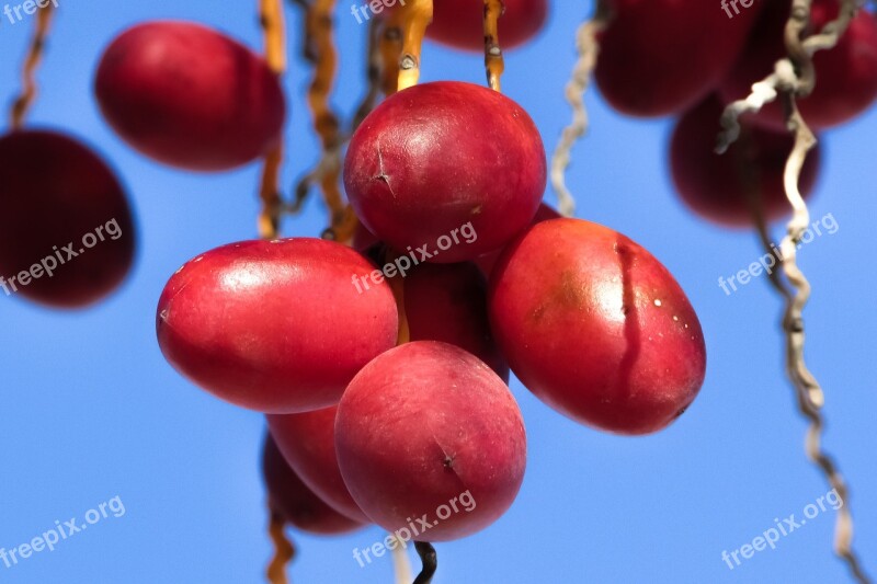 Date Palm Date Fruit Phoenix Dactylifera Palm