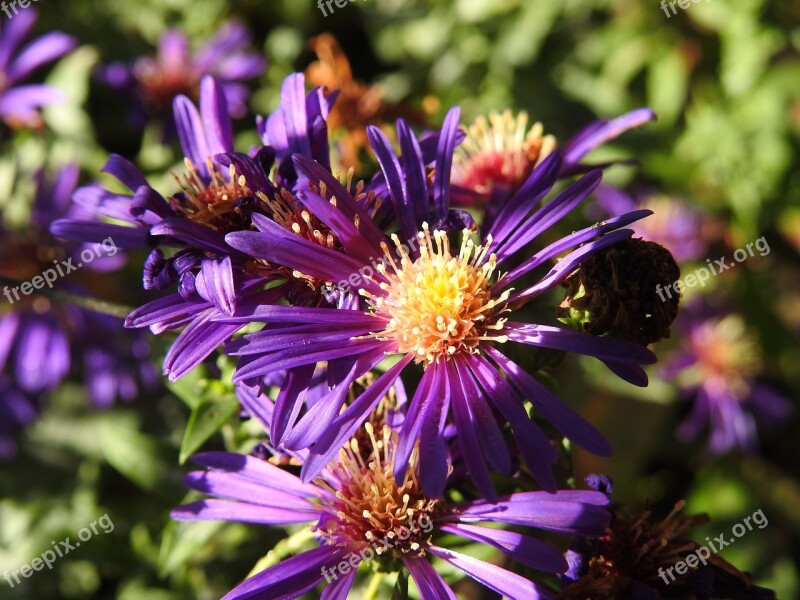 Flower Blossom Bloom Autumn Withered