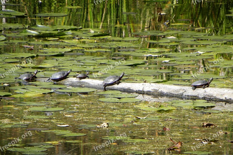 Turtles Lily Pads Log Water Animal