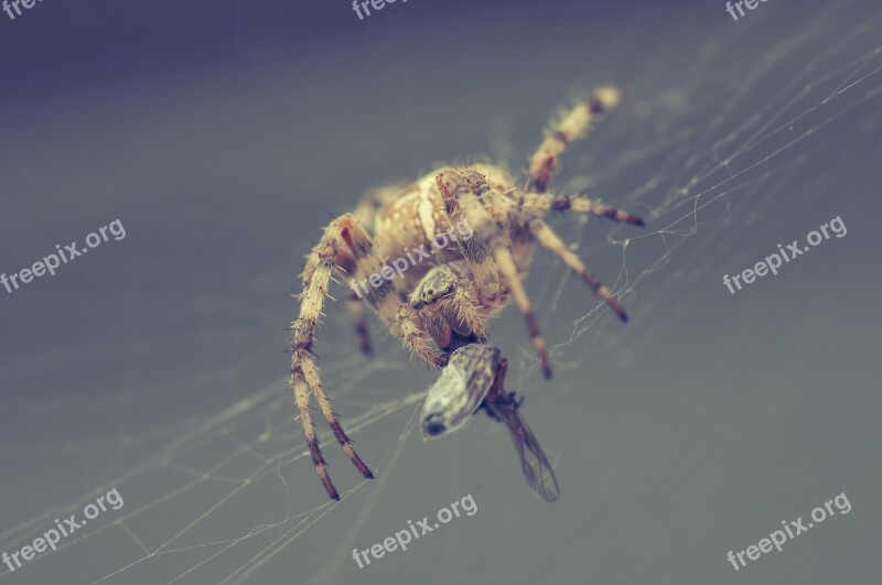 Spider Web Caught Close Up Arachnid