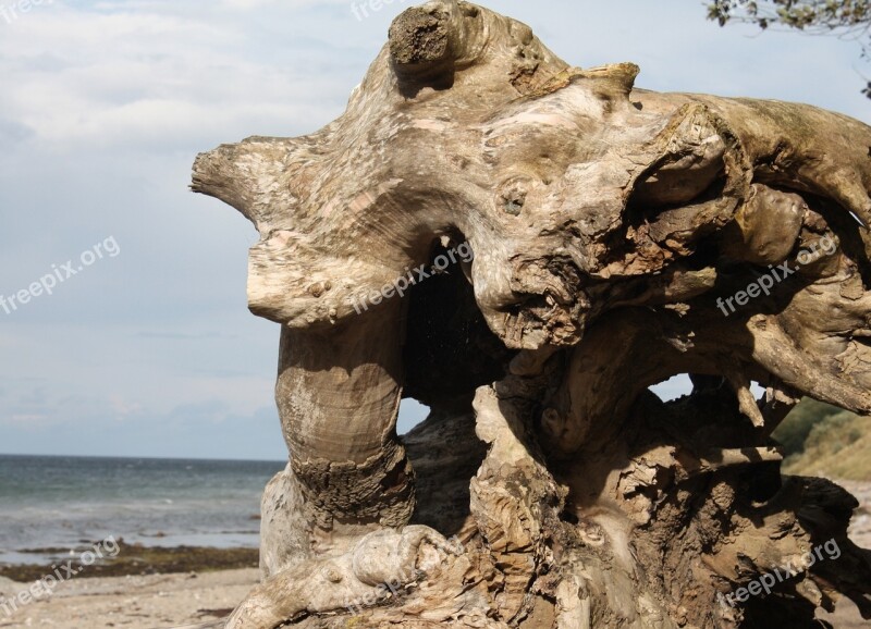 Tree Withers Baltic Sea Root Dry