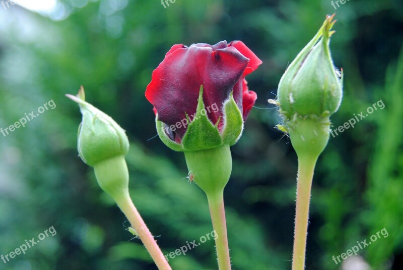 Rose Flower Close Up Red Rose Aphid