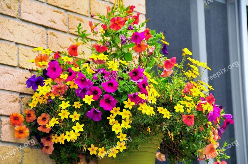 Summer Flowers Flower Basket Floral Plant Free Photos