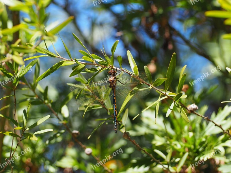 Dragonfly Bug Australian Native Nature Insect