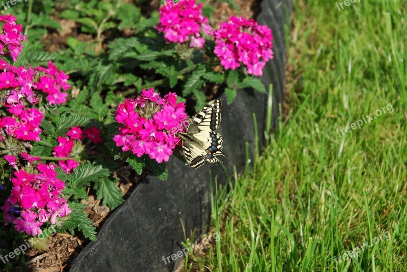 Butterfly Flowers Green Grass Vanessa