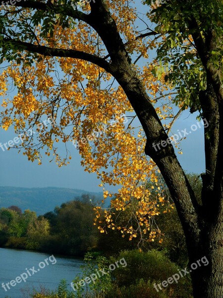 Autumn Autumn Tree Autumn Trees Fall Leaves Autumn Colours