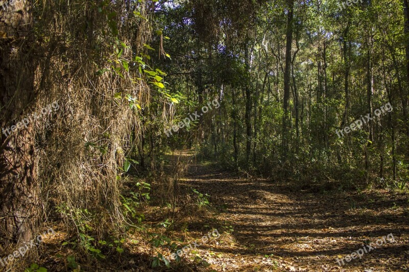 Forest Trees Nature Wood Spring