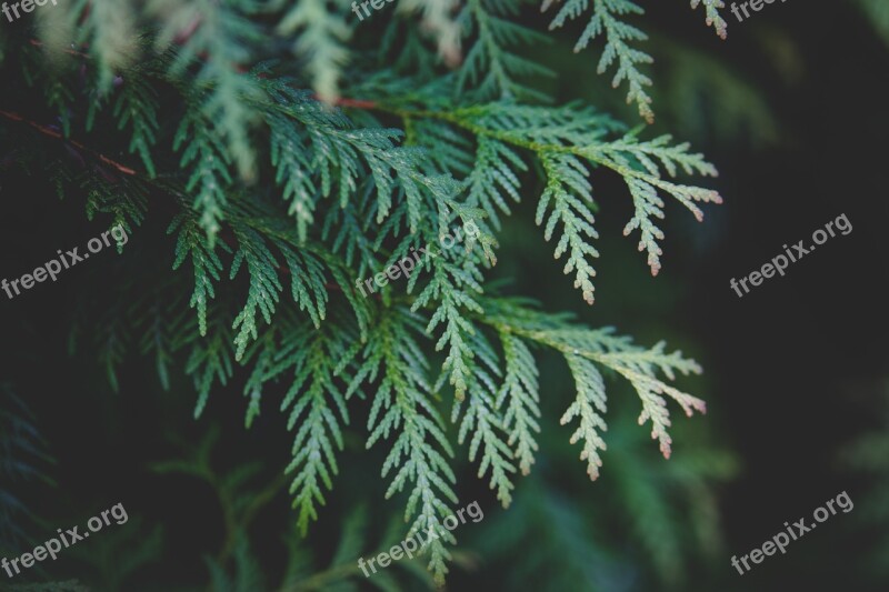 Thuja Plant Branch Green Nature