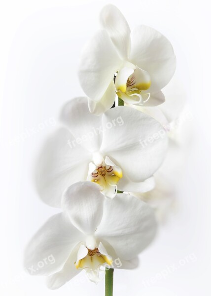 Phalaenopsis Orchid White Phalaenopsis Orchid Flower