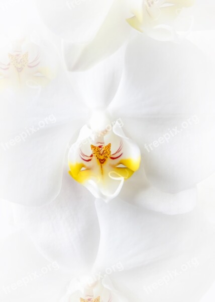 Phalaenopsis Orchid White Phalaenopsis Orchid Flower