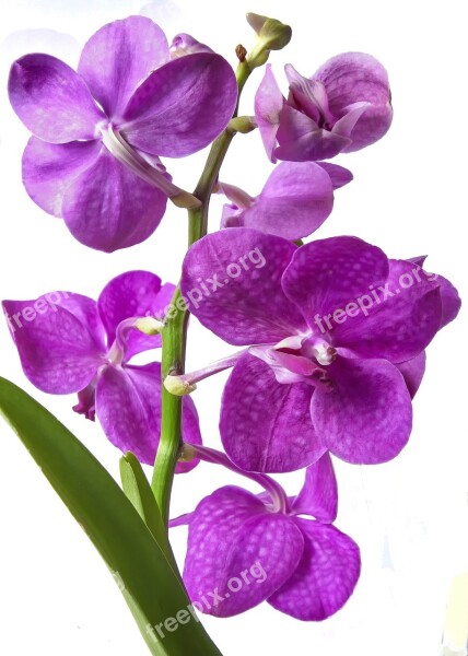 Vanda Orchid Pink Exotic Tropics Blossom