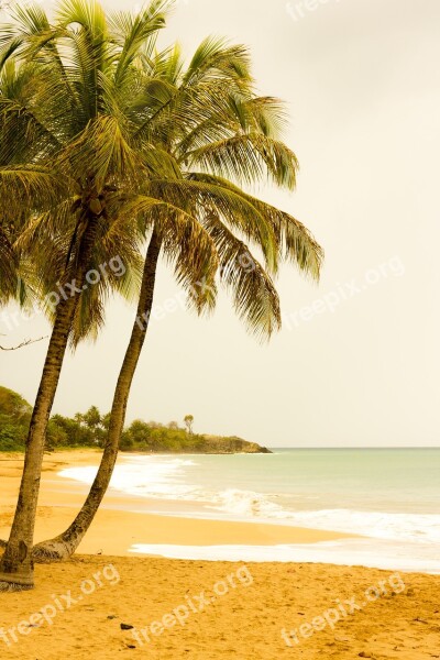 Palm Beach Guadeloupe Free Photos