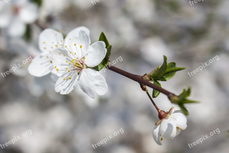 Flower White Makro Blossom Spring