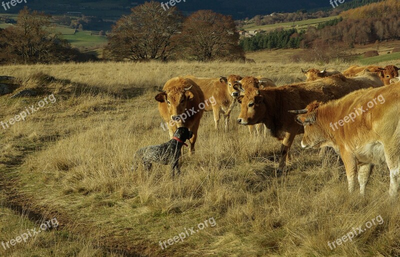 Hunting Dog Cows Herd Cow Field