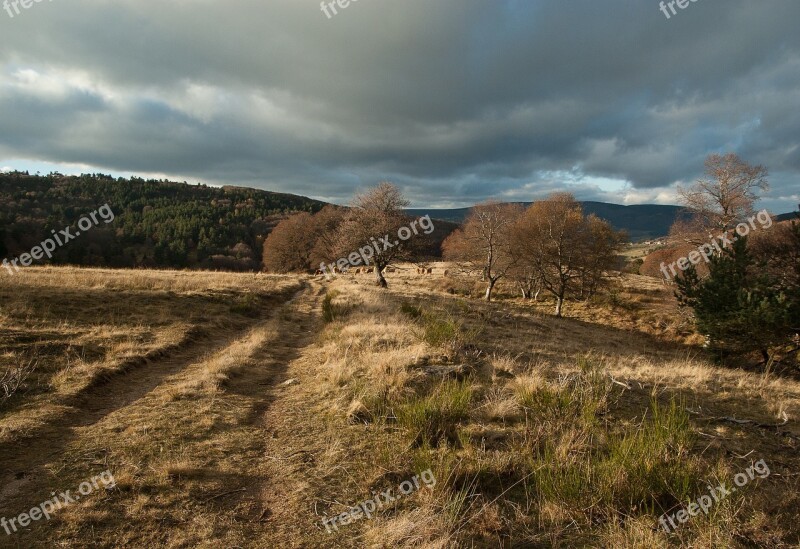 Lozere Path Pastures Herd Field