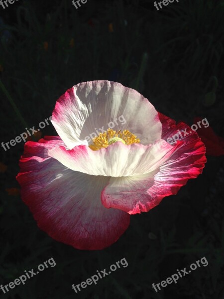 Garden Flowers Poppy Pink White