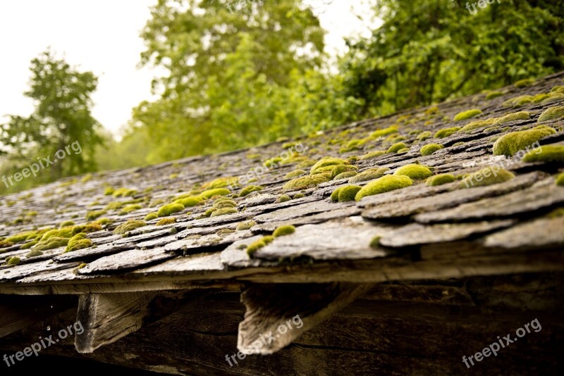 Coverage Slate Foam Lichen Material