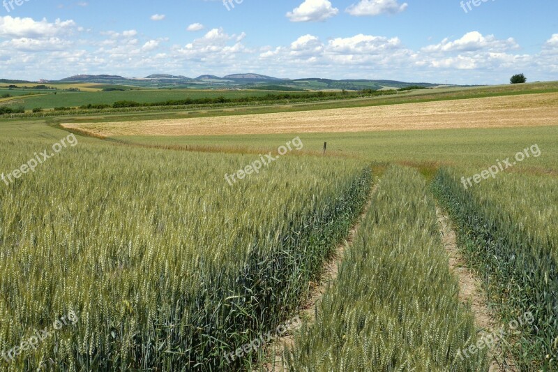 Country Pálava The Grain Summer Fields